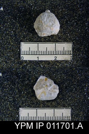 Marginifera manzanica