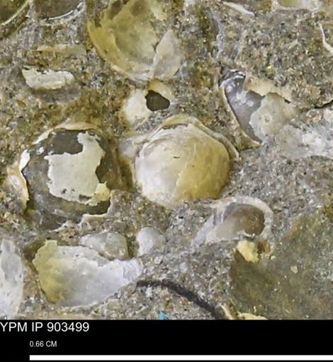 Corbulamella sp.