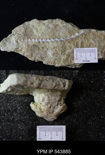 undet. Ichnofossil