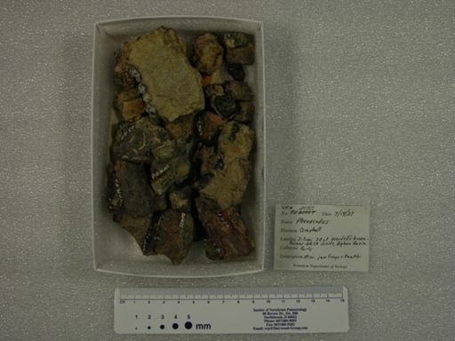 Phenacodus sp.