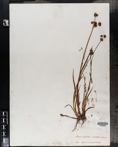 Juncus