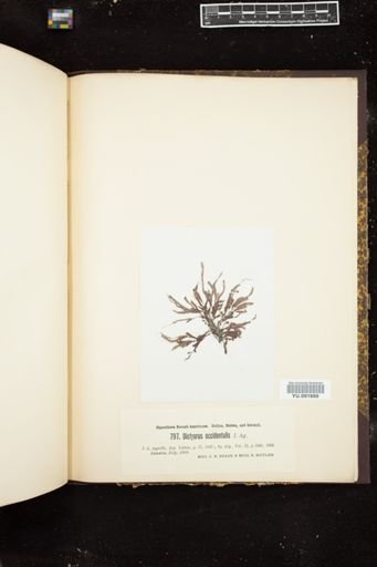 Dictyurus occidentalis