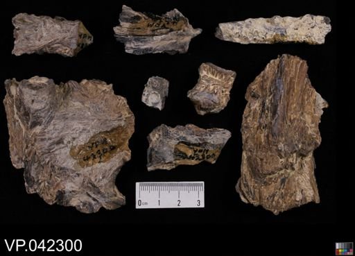undet. Stratodontidae