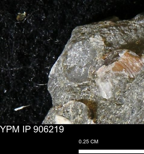 undet. Bivalvia