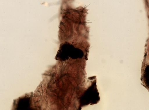 Mycale sp.