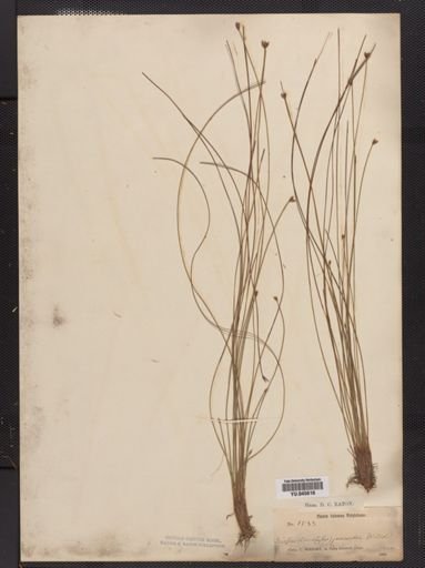 Rhynchospora