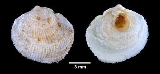 Heteranomia squamula