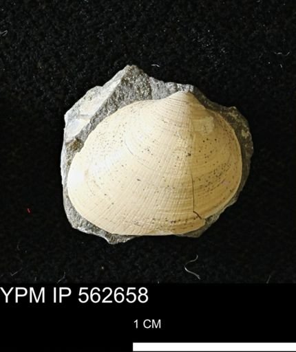 Limopsis striatopunctatus
