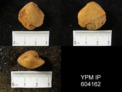 Meristella arcuata