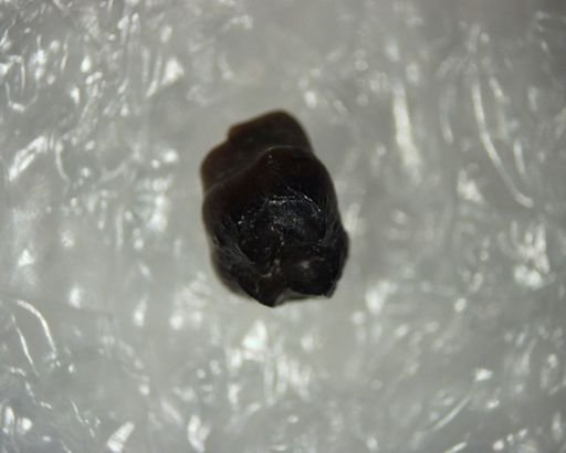 Ptilodus