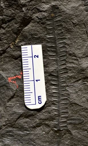 Pecopteris rigida