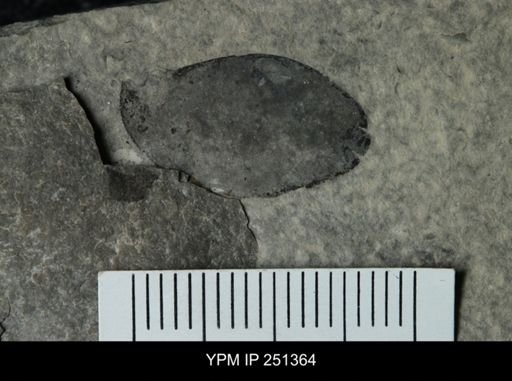 undet. Eurypterida
