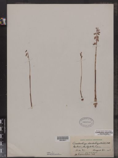 Corallorhiza odontorhiza