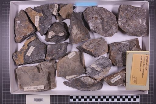 mixed taxa, stratigraphic collection