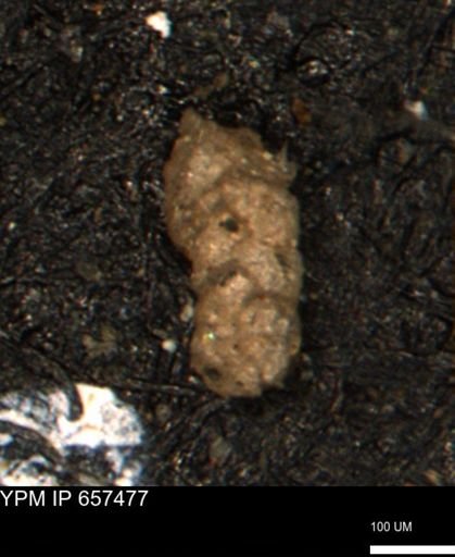Ammobaculoides?