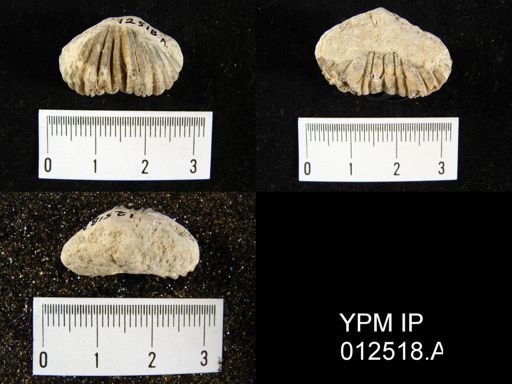 Pugnoides transversus