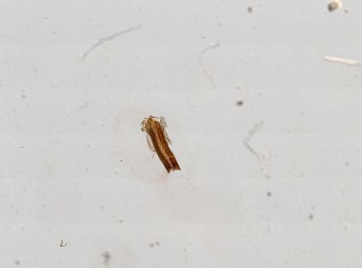 Pyrgulopsis nevadensis