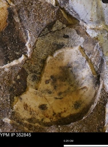 undet. Bivalvia