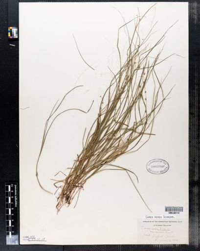 Carex rosea