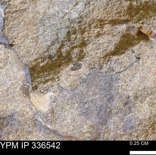 undet. Mollusca
