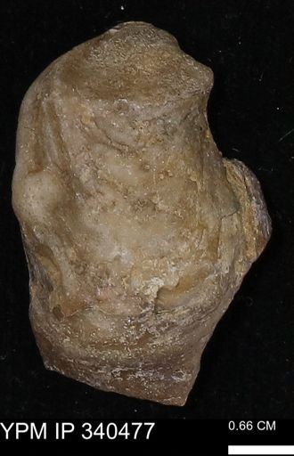 Ostrea glabra