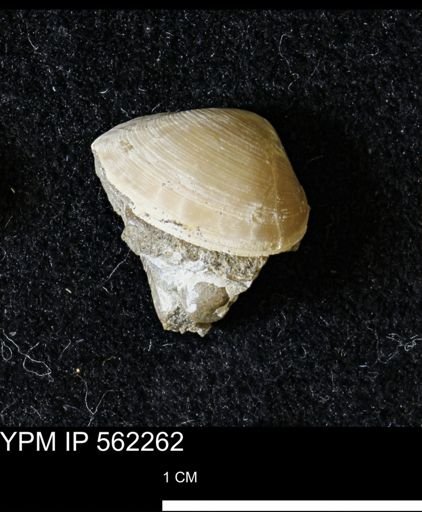 Limopsis striatopunctatus