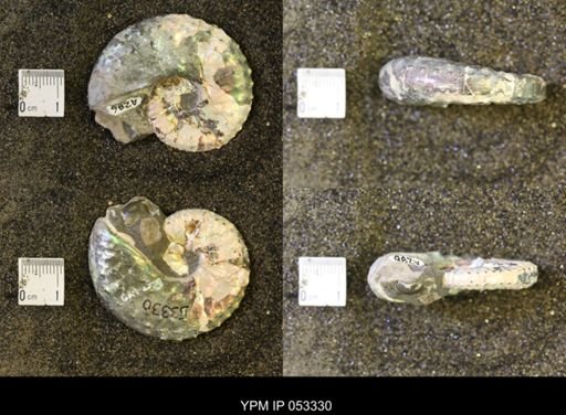 Discoscaphites conradi