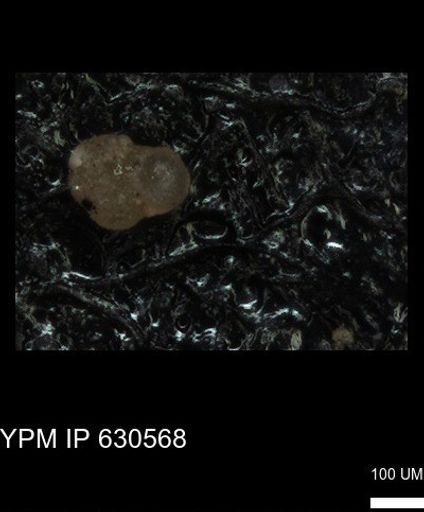 undet. Rugoglobigerinidae
