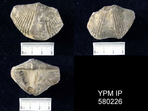 Orthospirifer missouriensis
