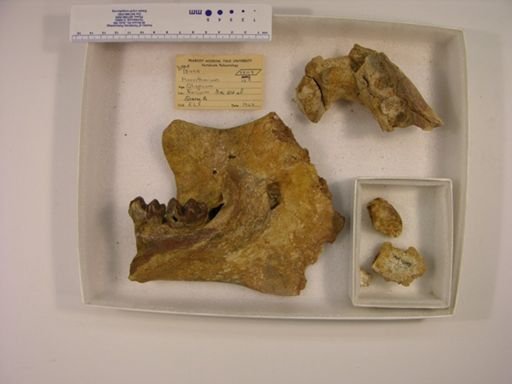 Moeritherium lyonsi