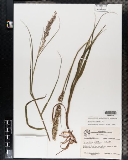 Plantae
