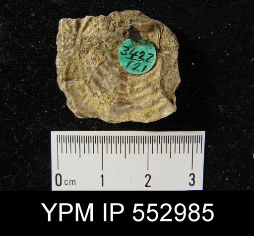 Leptaena rhomboidalis