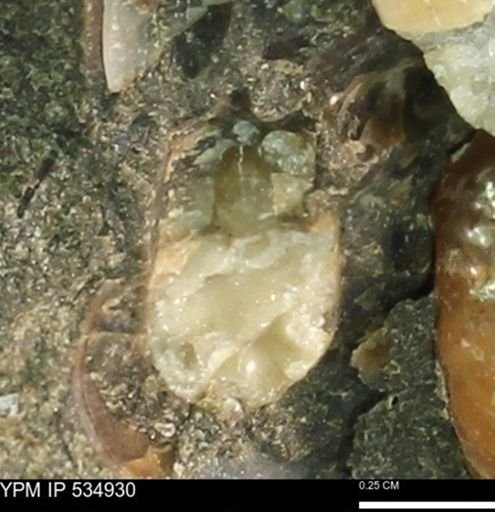 undet. Scaphitidae