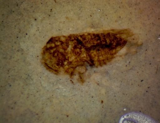 undet. Hemiptera