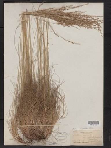Festuca capillata