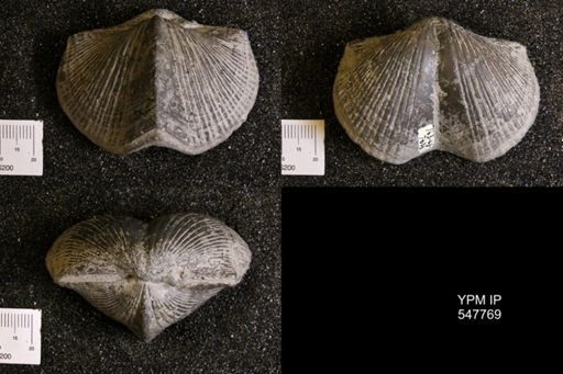 Paraspirifer bownockeri