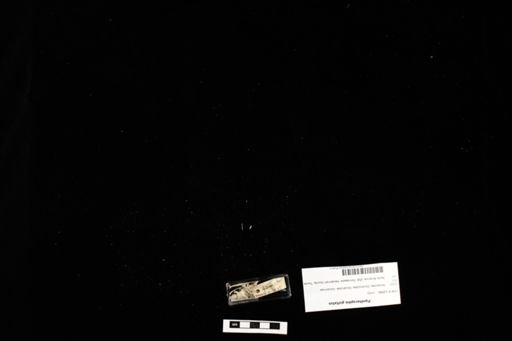 Pantherophis guttatus