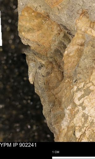undet. Inoceramidae