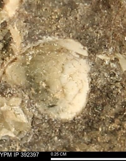 Protocardia subquadrata