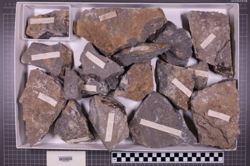 mixed taxa, stratigraphic collection