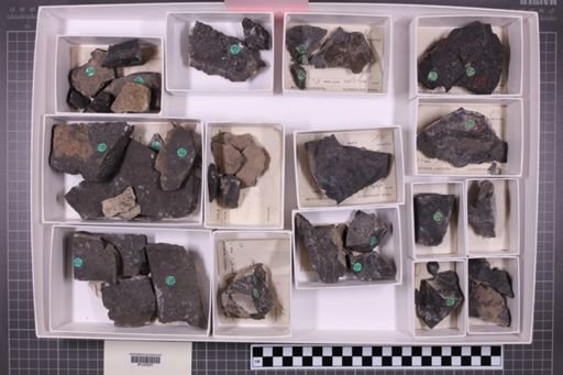 mixed taxa, stratigraphic collection