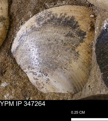 Limopsis striatopunctatus