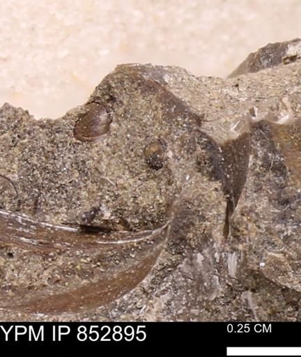 Limopsis striatopunctatus