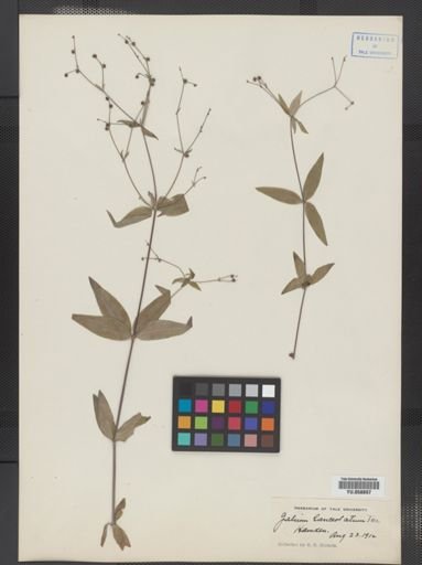 Galium lanceolatum