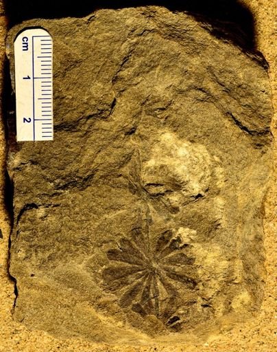 Annularia sphenophylloides