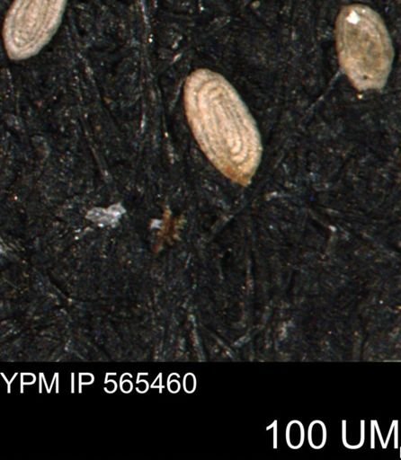 Spirolocammina planula