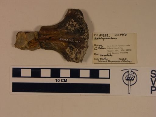 Leidyosuchus sp.