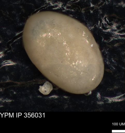 undet. Ostracoda