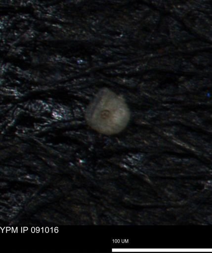Coccolthiophyceae
