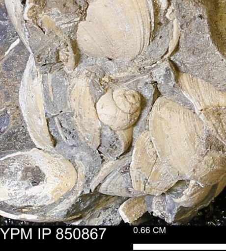 Euspira?